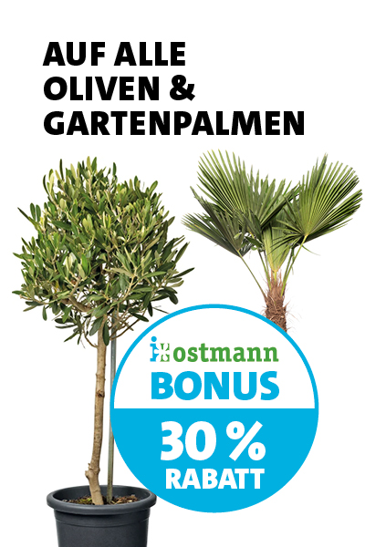Bonus Palme