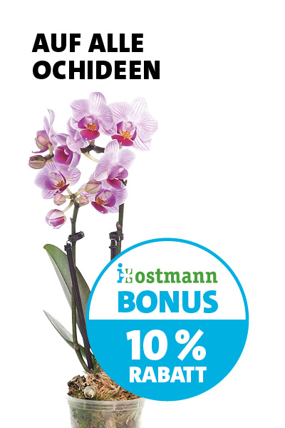 Bonus Orchidee