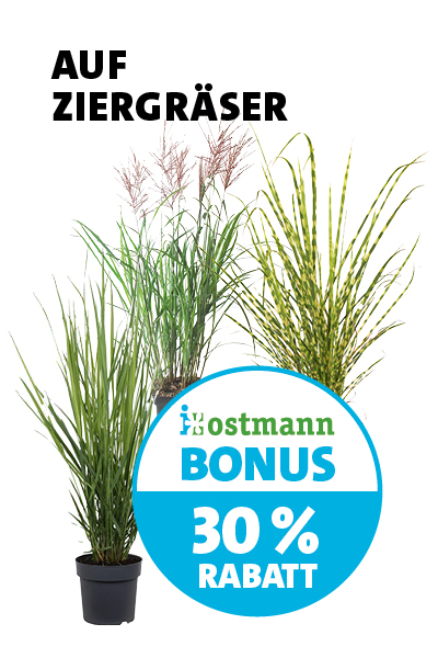 Bonus Ziergras