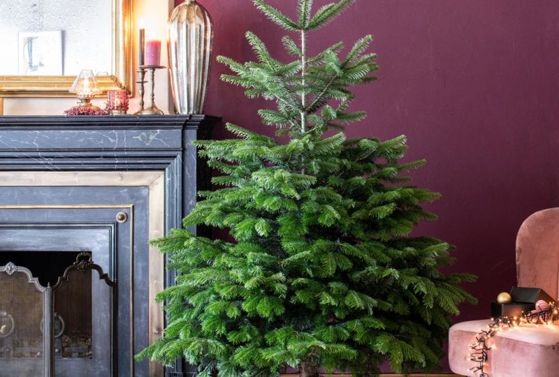 Blumen Ostmann Gartencenter In Visbek Wildeshausen Vechta Stuhr Und Bad Zwischenahn Weihnachtsbaum Versorgen